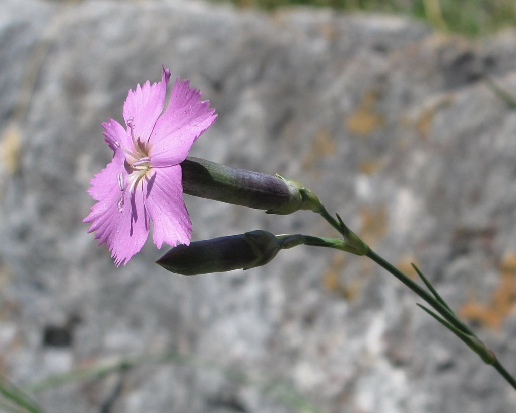 Dianthus sylvestris